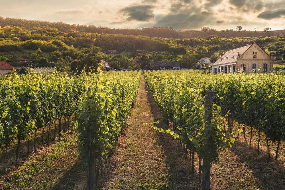 Desde Bruselas: Nuevas ayudas europeas para los sectores vitivinícola y hortofrutícola
