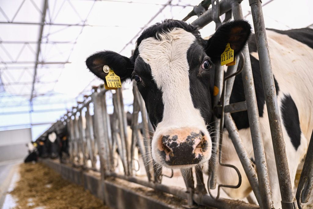 Los productores lácteos belgas cobran menos por su leche que hace un año